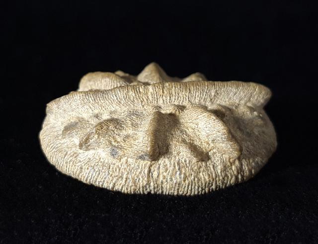 Aspidiscus cristatus (LAMARCK 1801) - Bild © FossNet FossilienStore